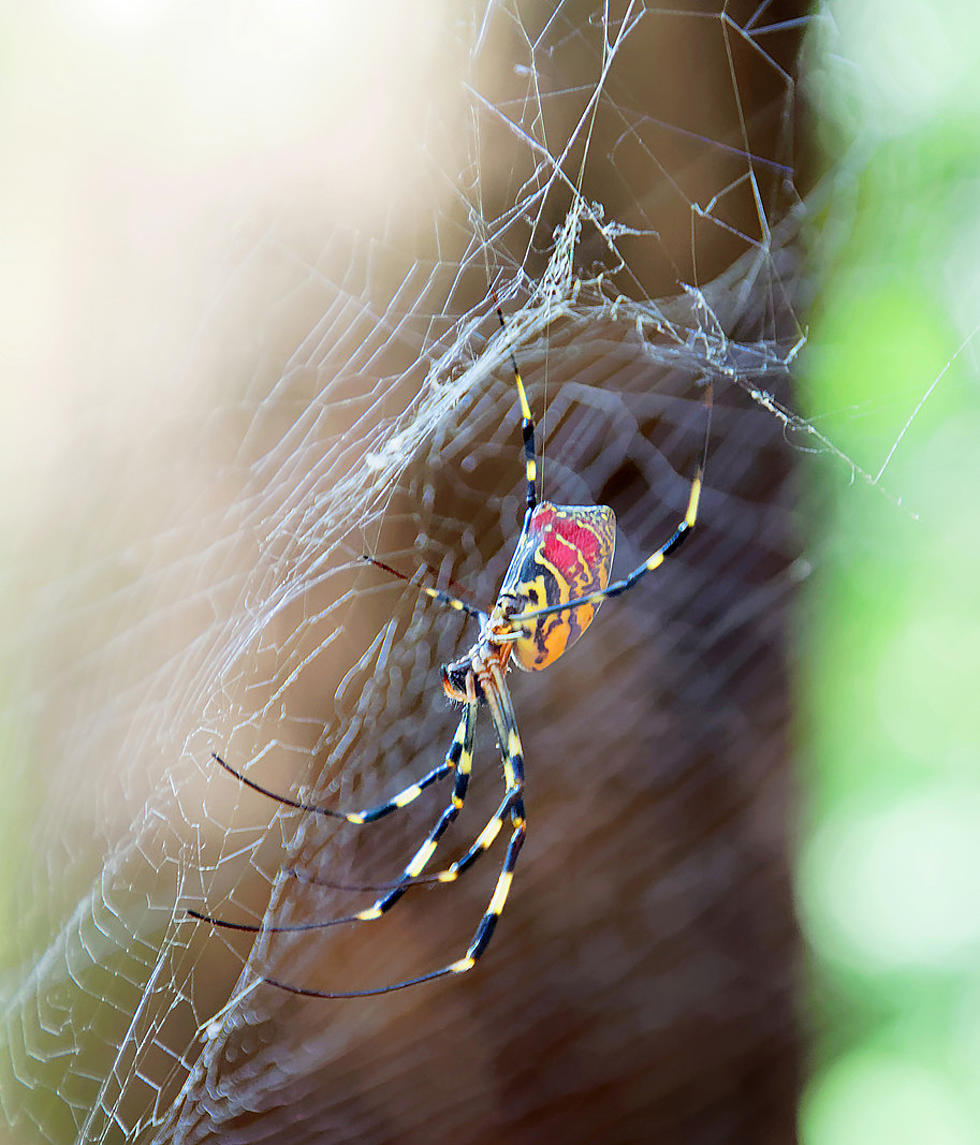 How About Taking a Walk with Spiders in Palo Duro Canyon?