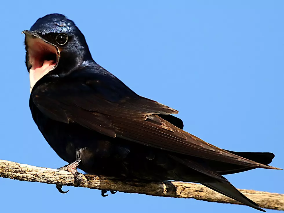 What Makes Purple Martins In Amarillo So Special?