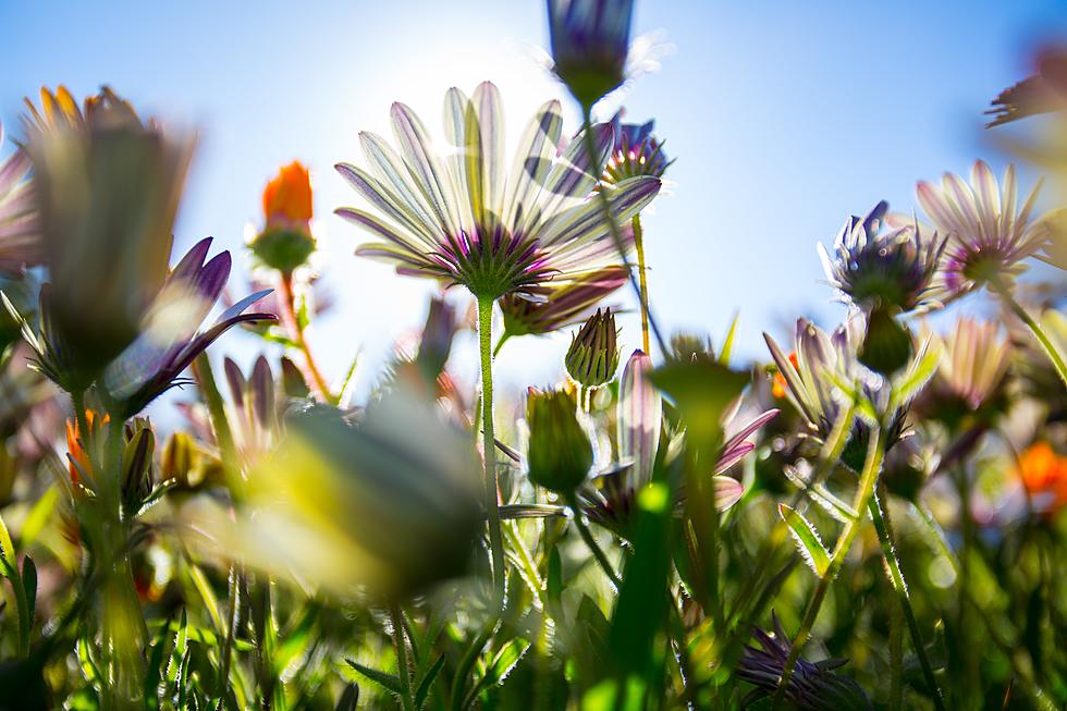 Here Are Some Of The Best And Worst Flowers To Plant In Amarillo