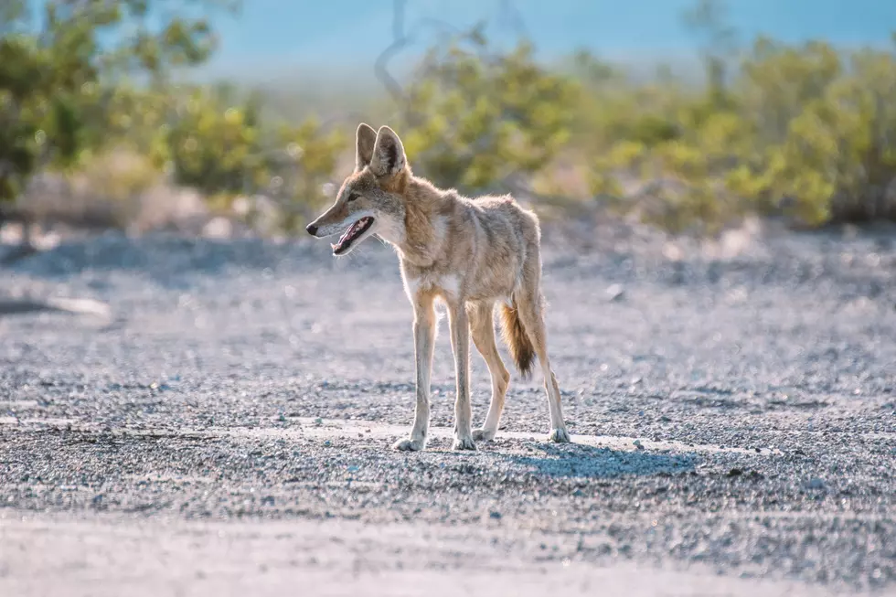 People In Texas Are Really Still Fighting On How To Say Coyote