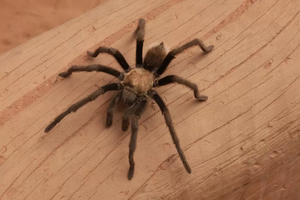 It’s That Special Time Of Year. Happy Tarantula Migration Season In Texas.