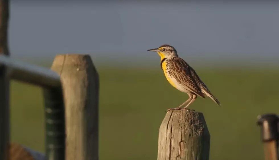 Here Are Six Birds That Are Most Likely To See In Amarillo Texas