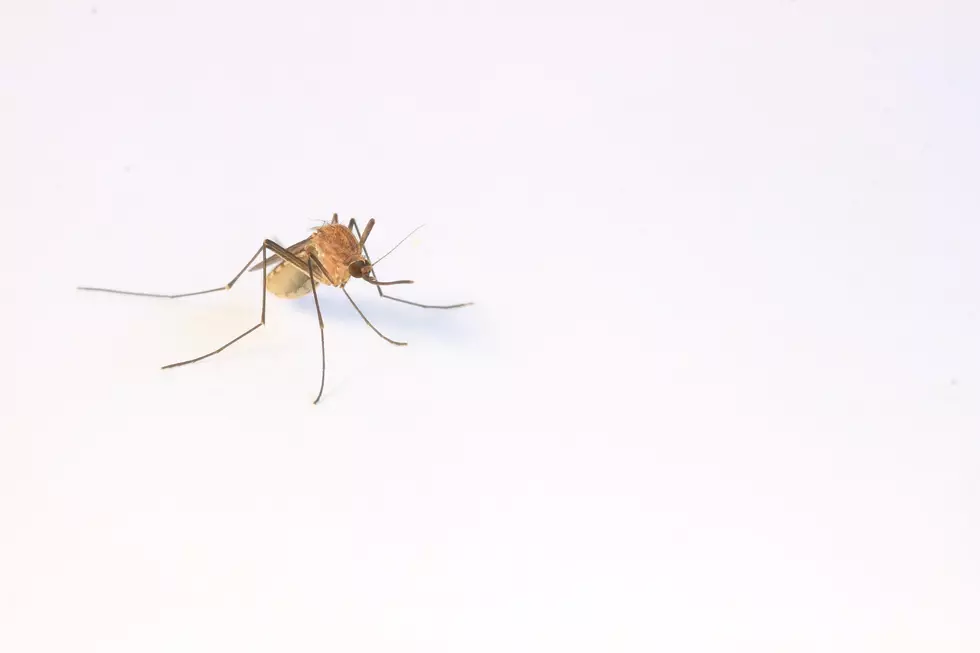 What Happens When Amarillo Gets Rain? The City Fights More Mosquitoes.