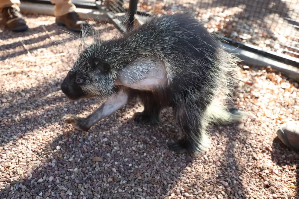 Sad News; Amarillo Zoo Mourning The Death Of Beloved Quill Smith