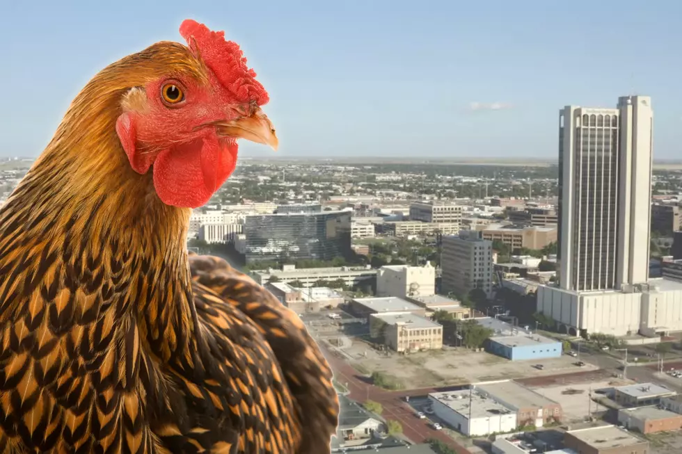 Want To Be That Neighbor? How Many Chickens Are Legal In Amarillo
