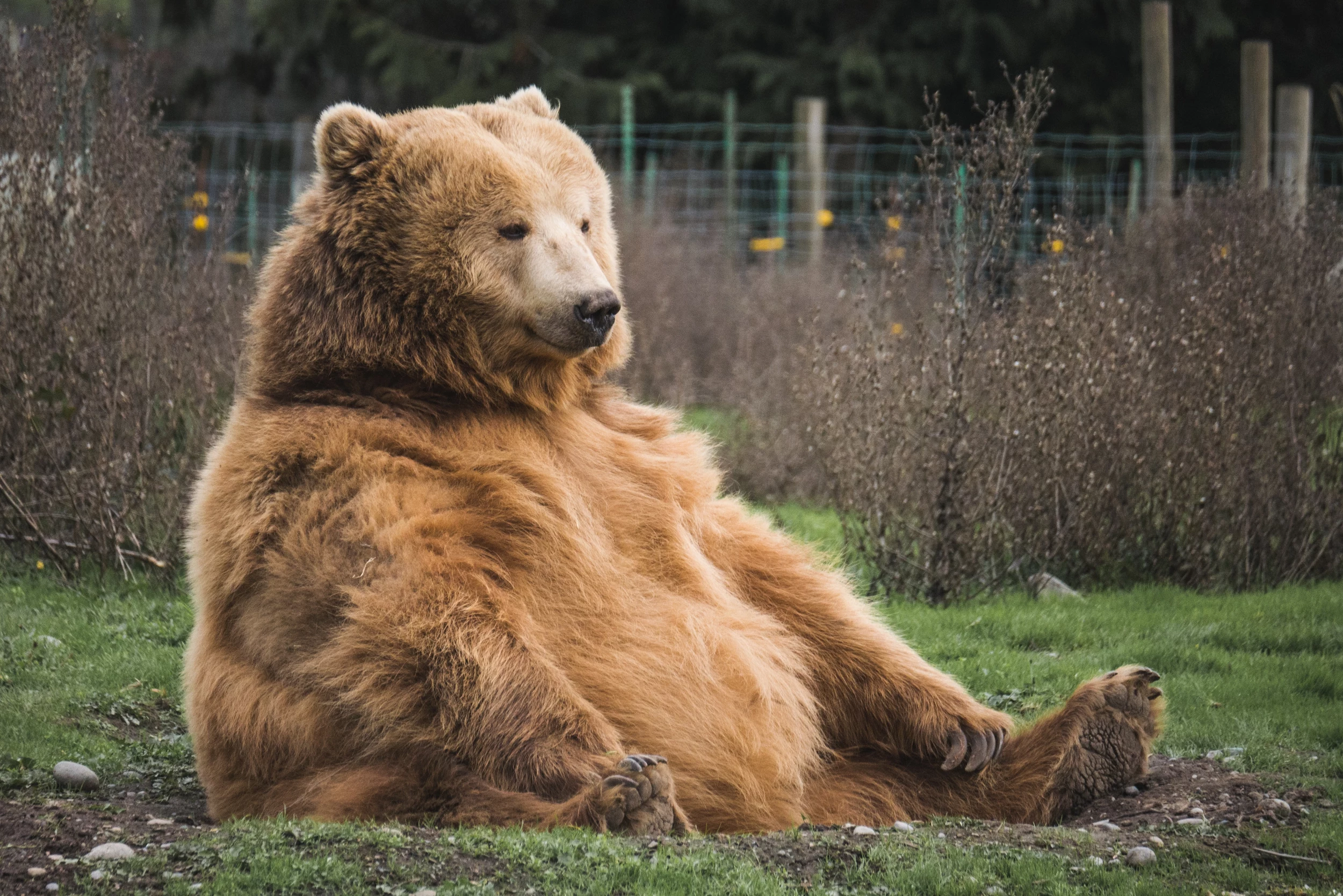 Grizzly bear at San Antonio Texas zoo dangerous animal mean Stock Photo -  Alamy