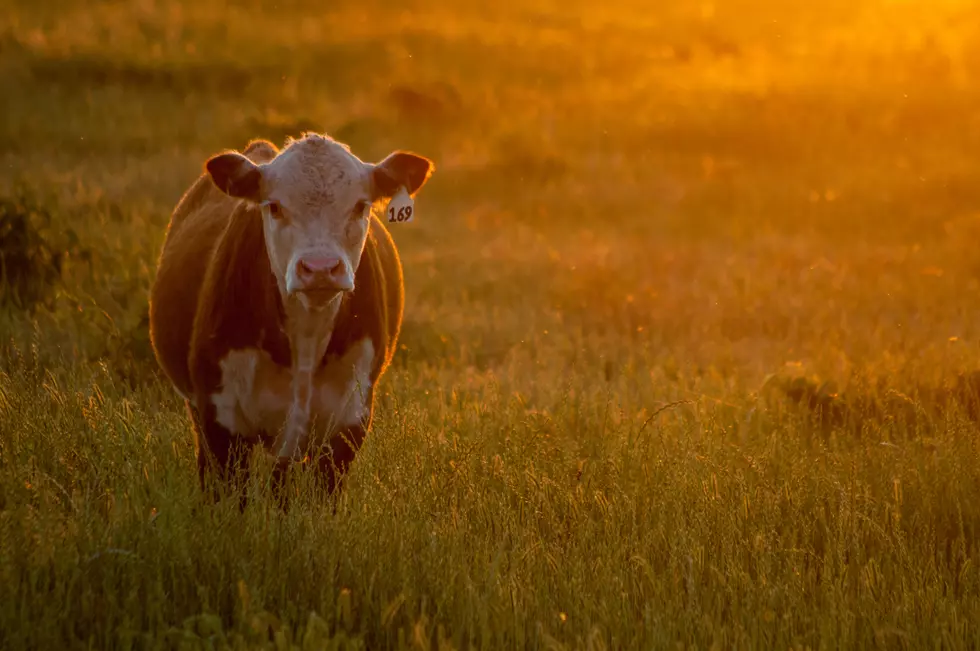 What Makes Me Think This Texas Mascot Might Be A Bad Choice