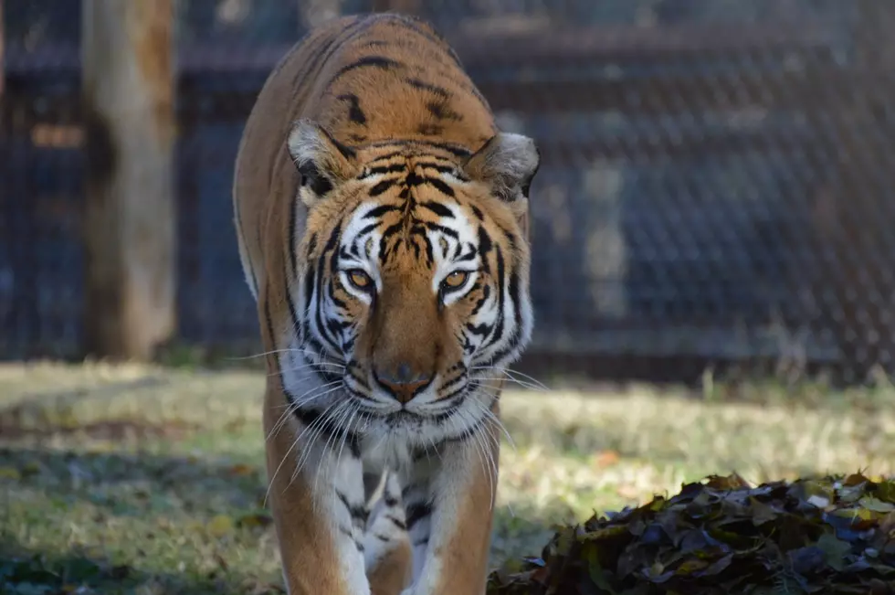 Sad News Today From Amarillo Zoo. Savannah The Tiger Has Died.