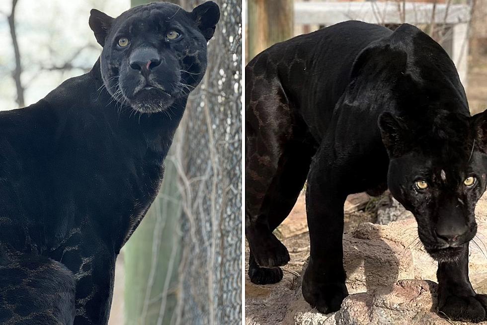 Know The Name Bagheera? Say Hello To New Amarillo Zoo Jaguar.