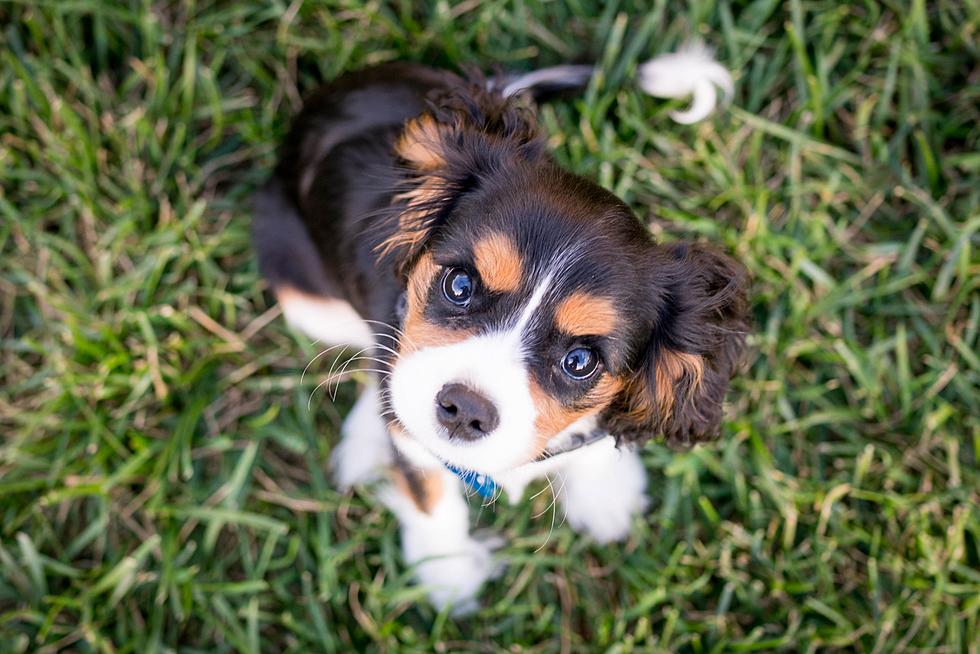 This Is Pet Poison Prevention Month? Here Is Why It Matters.