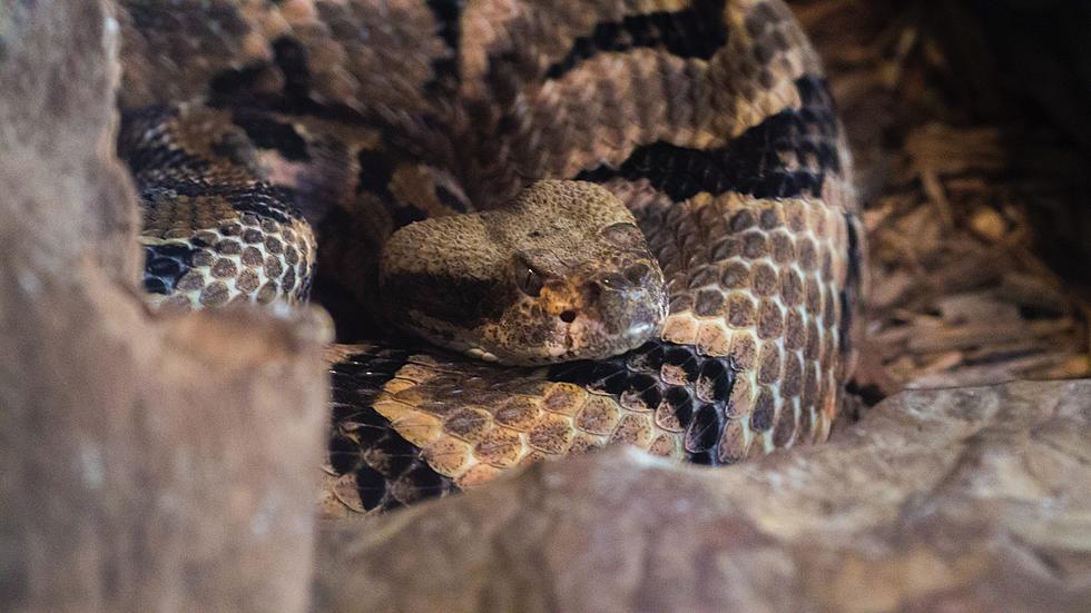 Which Part Of Texas Has The Most Snakes? It Might Surprise You.