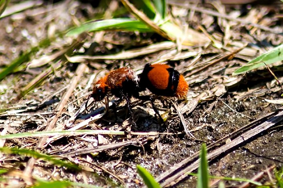 No Surprise Texas Would Have A &#8220;Cow Killer&#8221; Ant. This Is Crazy.