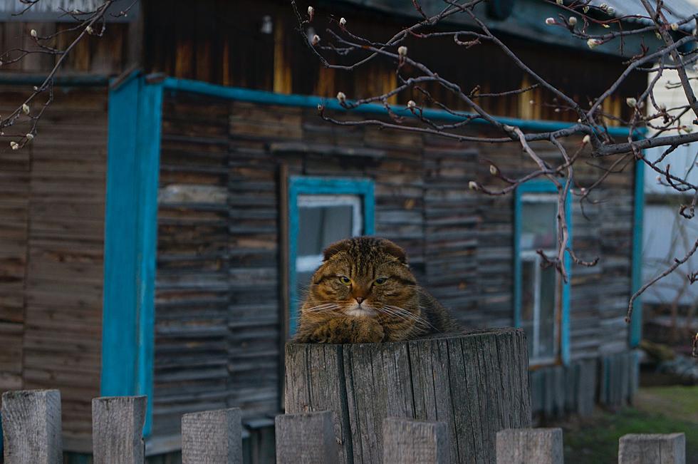 Need A Barn Cat? You Can Get One In Amarillo With No Fees.