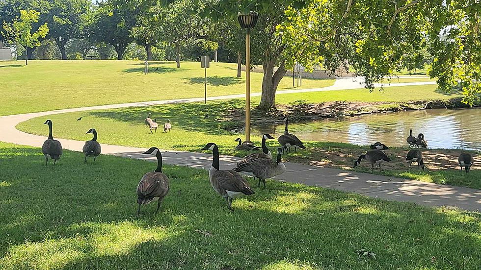 Are The Geese In Amarillo Really That Mean? The Answer Is No.