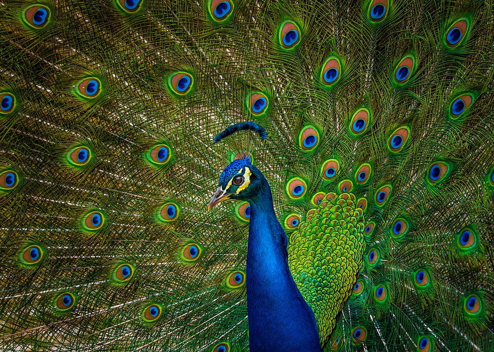 It’s Official. Kevin The Peacock Has A Very Real Facebook Page.