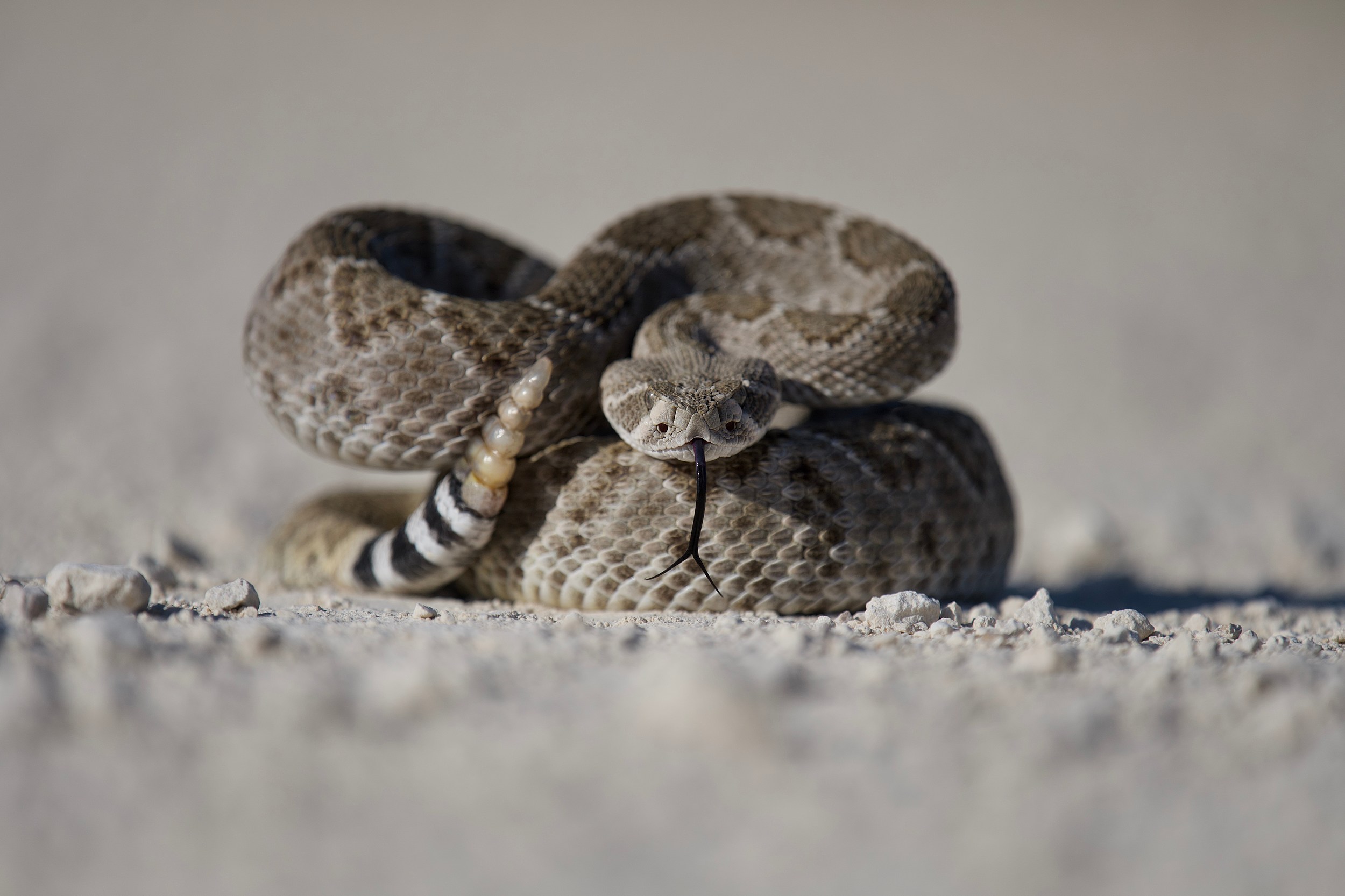 It's Easy to Buy a Snake in Texas. Maybe Too Easy. – Texas Monthly