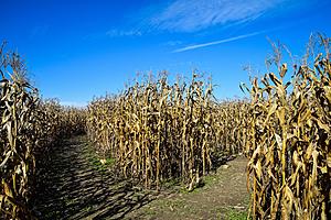 The Top 5 Pros And Cons Of Texas Panhandle Corn Mazes