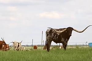 Discover The Legend Cowboy Tuff Chex: Texas’ Longhorn World Record...