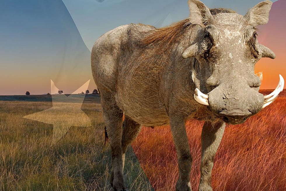 Warthogs Vs Feral Hogs: The Unbelievable Porcine Battle For Texas