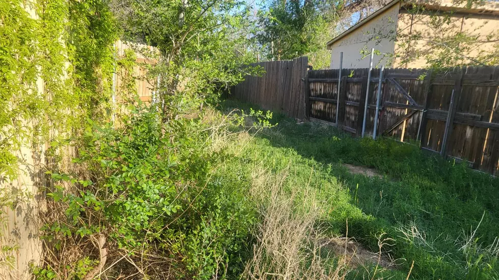Hey Amarillo, Texas, What Happened To This Forest Alley In Town?