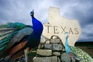 Two Small Towns In Texas That Are Perfect For Peacock Lovers