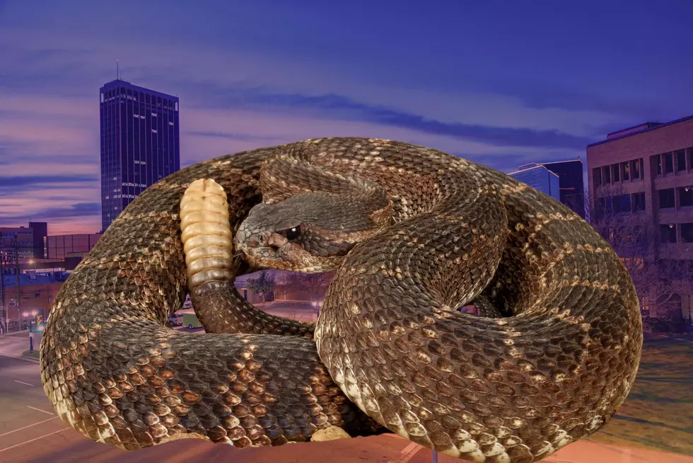 Watch Out! Alarming Number Of Rattlesnake Reports In Amarillo Recently