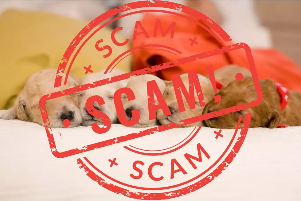 Puppy Scams In Amarillo, Texas Threaten Your Hard Earned Money