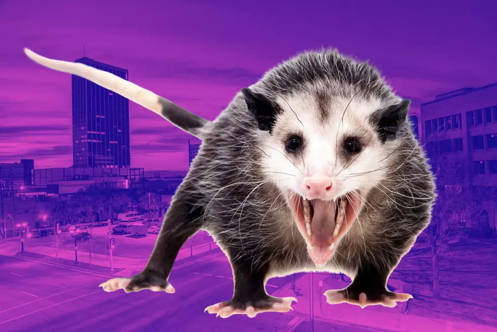 What To Do If You Find An Opossum In Your Yard In Amarillo, Texas