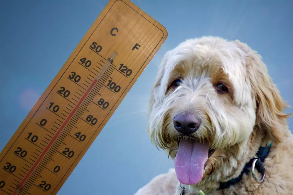 How To Protect Your Pets From The Hot Weather In Amarillo, Texas