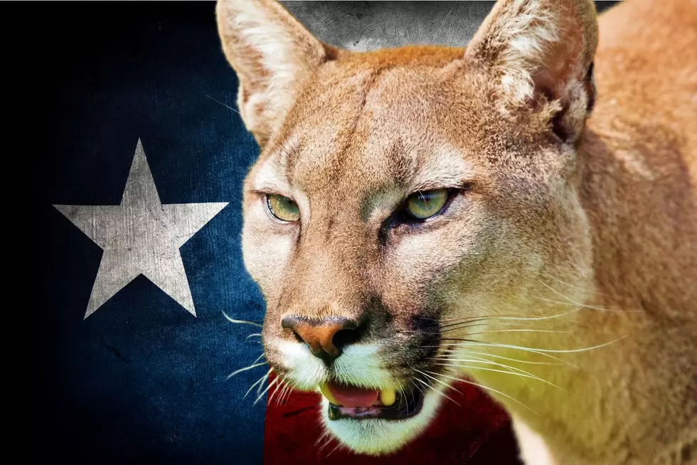 Texas Parks And Wildlife Has New Mountain Lion Regulations