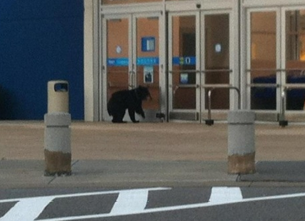 Bear Enters Mall, Goes Shopping At Sears