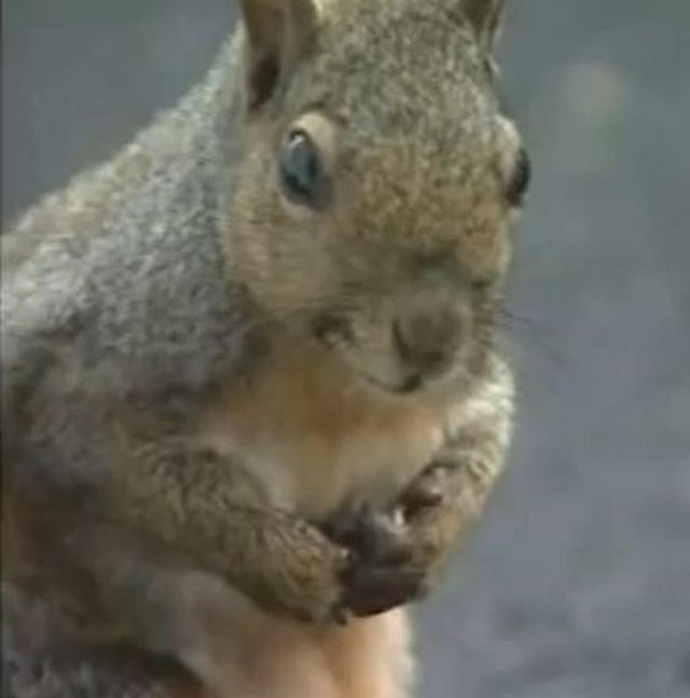Those Pesky Squirrels! [VIDEO]
