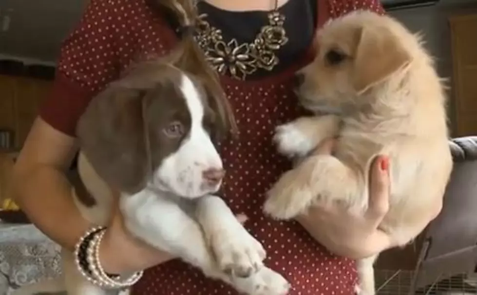 Rent a Puppy! [VIDEO]