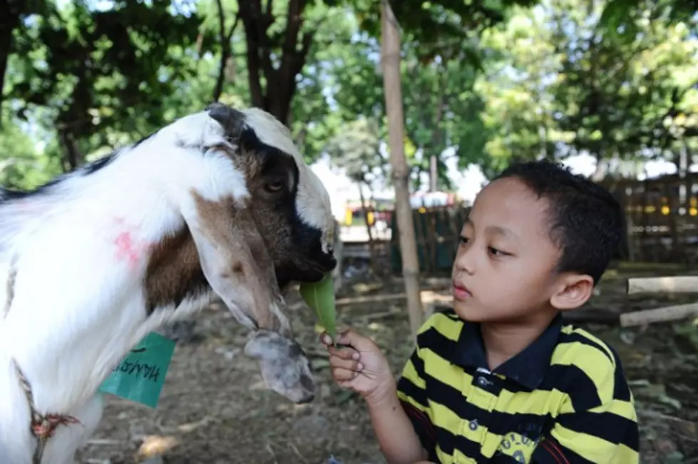 Now, Who Can Resist Watching &#8212; &#8220;Goats Yelling Like Humans&#8221;  [VIDEO]