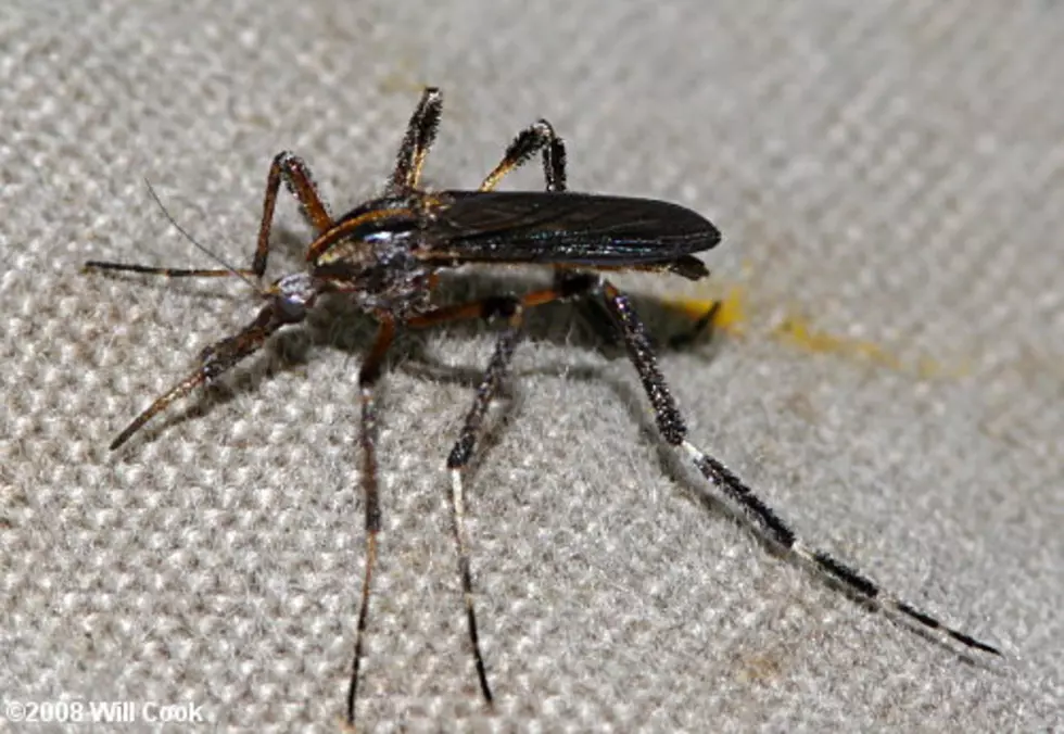 “Megasquito” Making Appearance in U.S. — 20 Times the Size of Mosquitoes