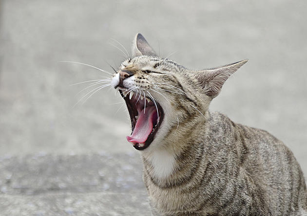 Learn to Speak &#8220;Cat&#8221; &#8212; Those Sounds Have Meanings [AUDIO]
