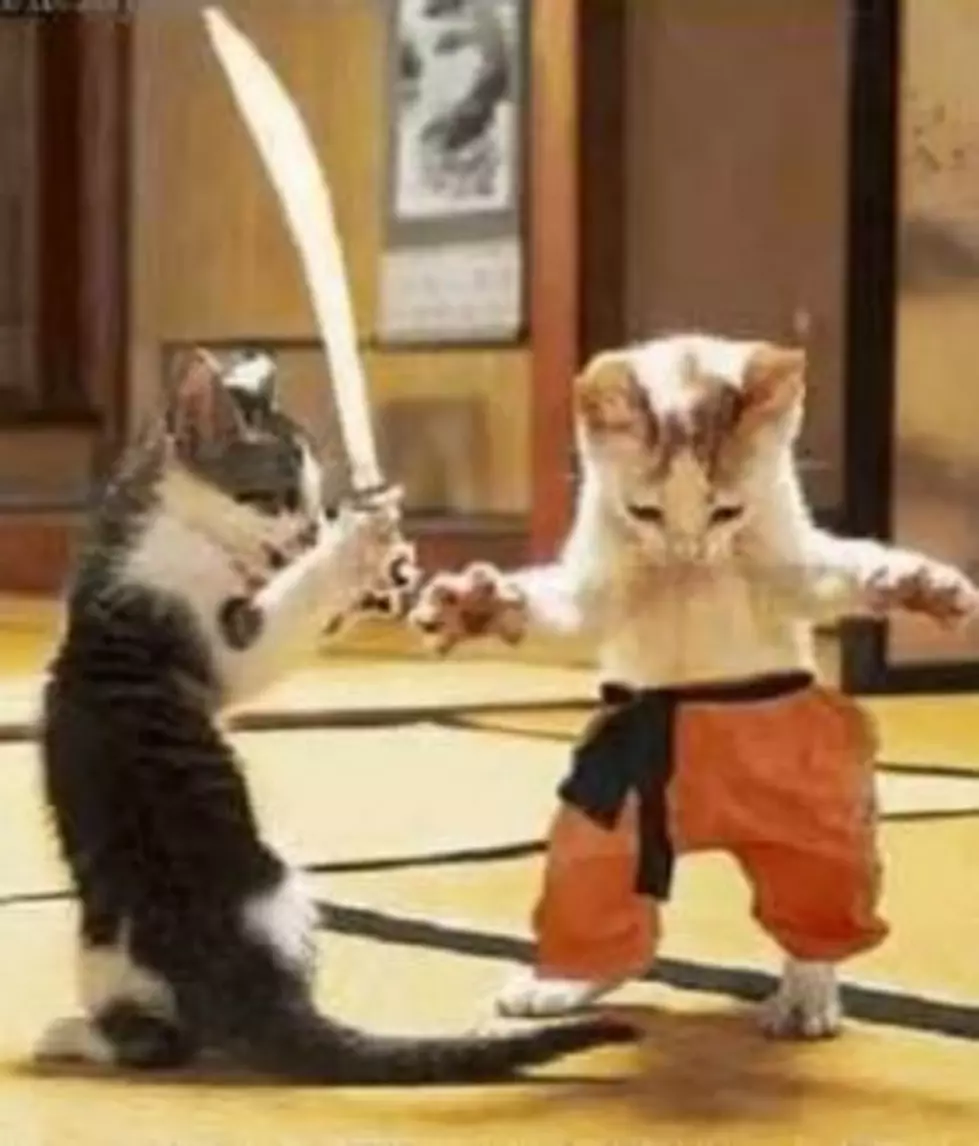 funny ninja cat pictures