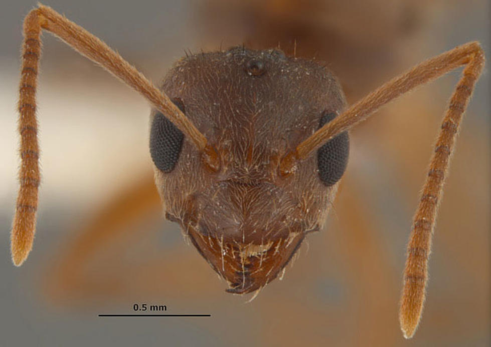 Forget Fire Ants — Here Come the “Crazy Ants”