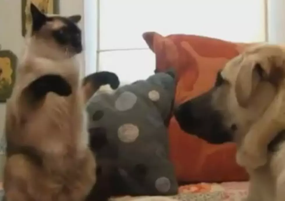 Cats vs Dogs [VIDEO]