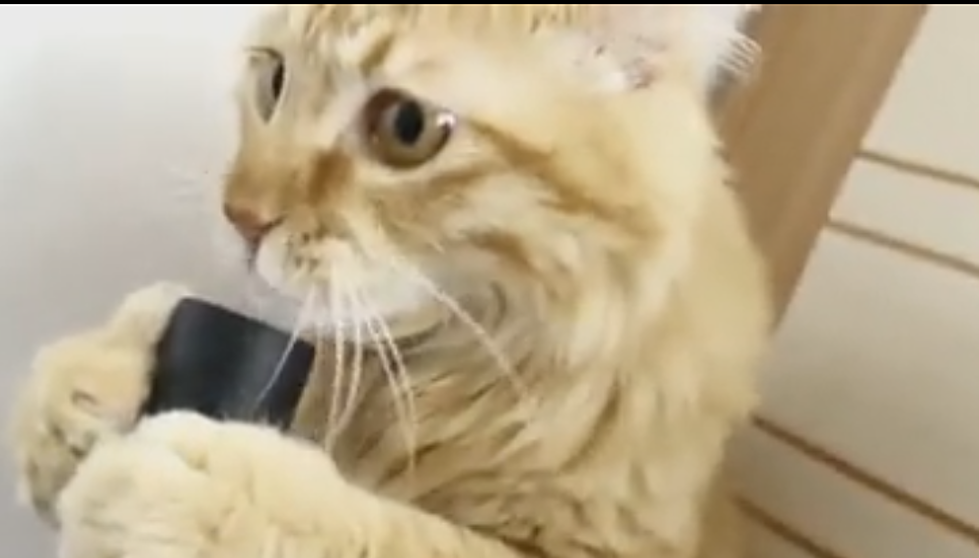 Cat Loves Vacuum Cleaner [VIDEO]