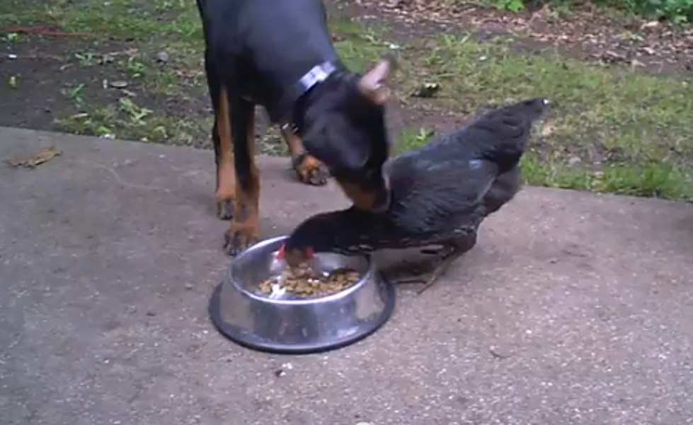 Chicken Doberman