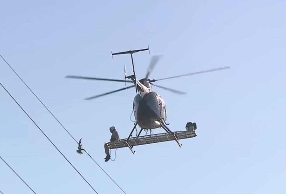 Injured Seagull on Power Line Rescued by Helicopter [VIDEO]