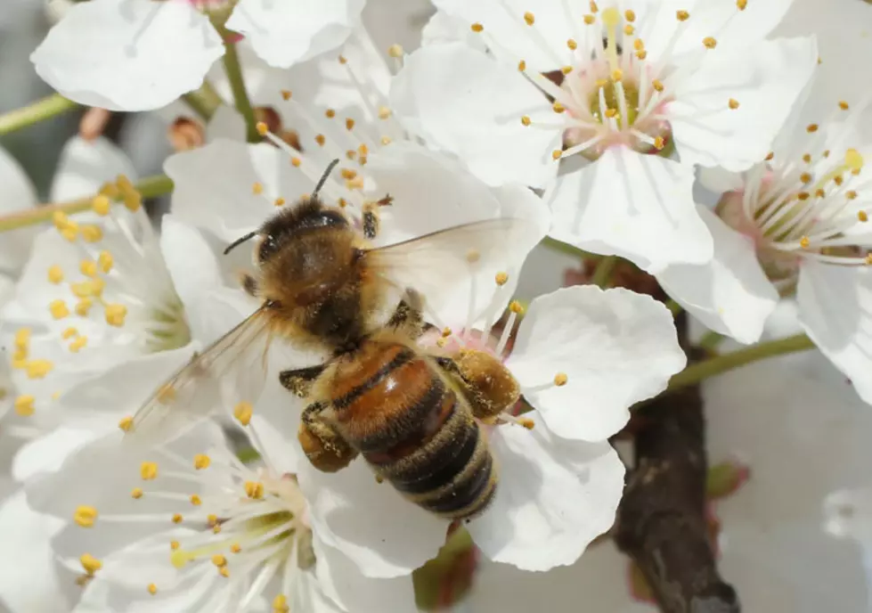 A Woman Runs Herself Over to Avoid A Bee