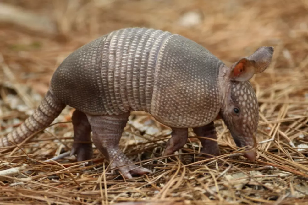 And Now &#8212; 16 Seconds of an Armadillo Dancing to &#8216;Billie Jean&#8217; [VIDEO]