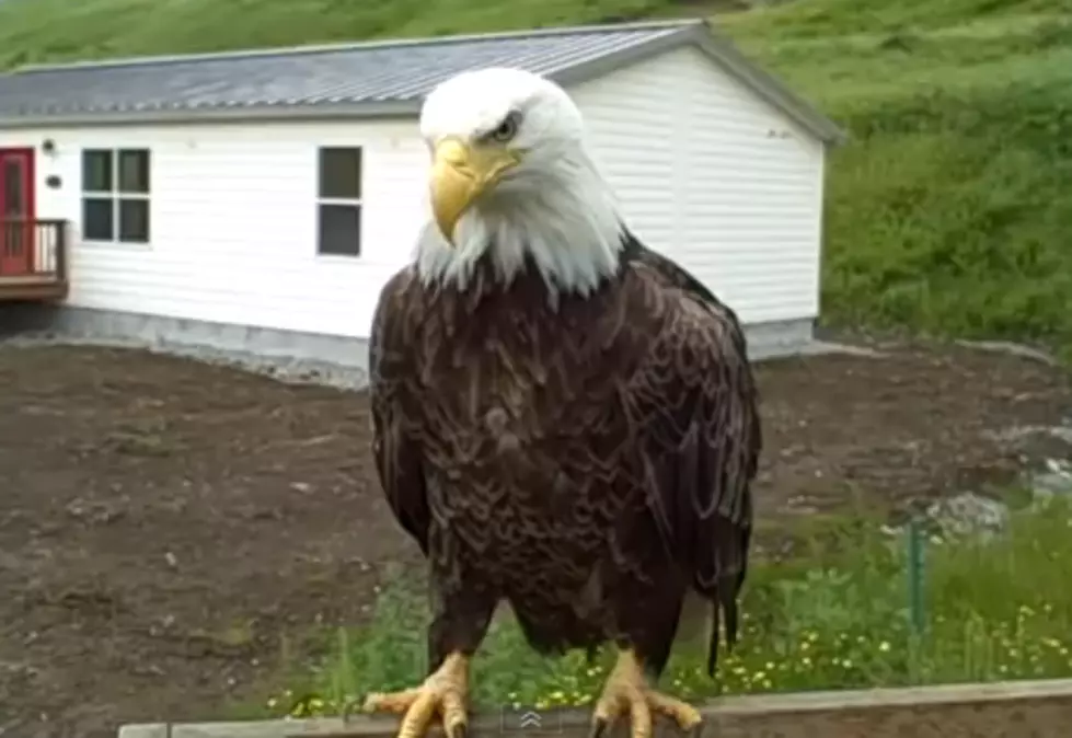 Eagles and Cats Hang out Together [VIDEO]