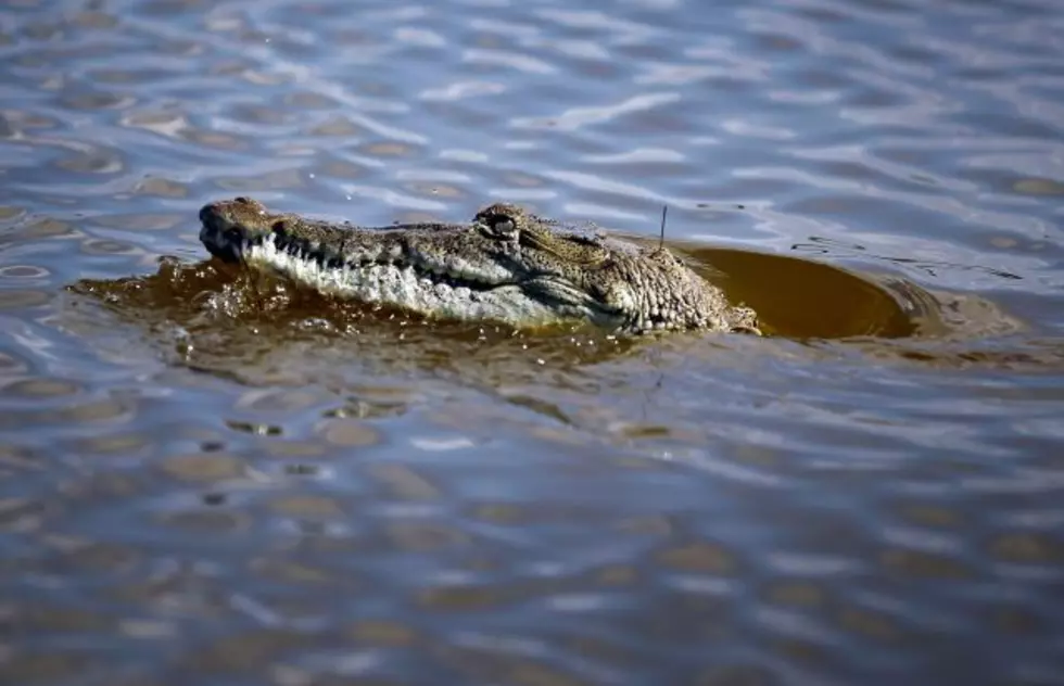 Crocodile Specialist  Conference at McNeese