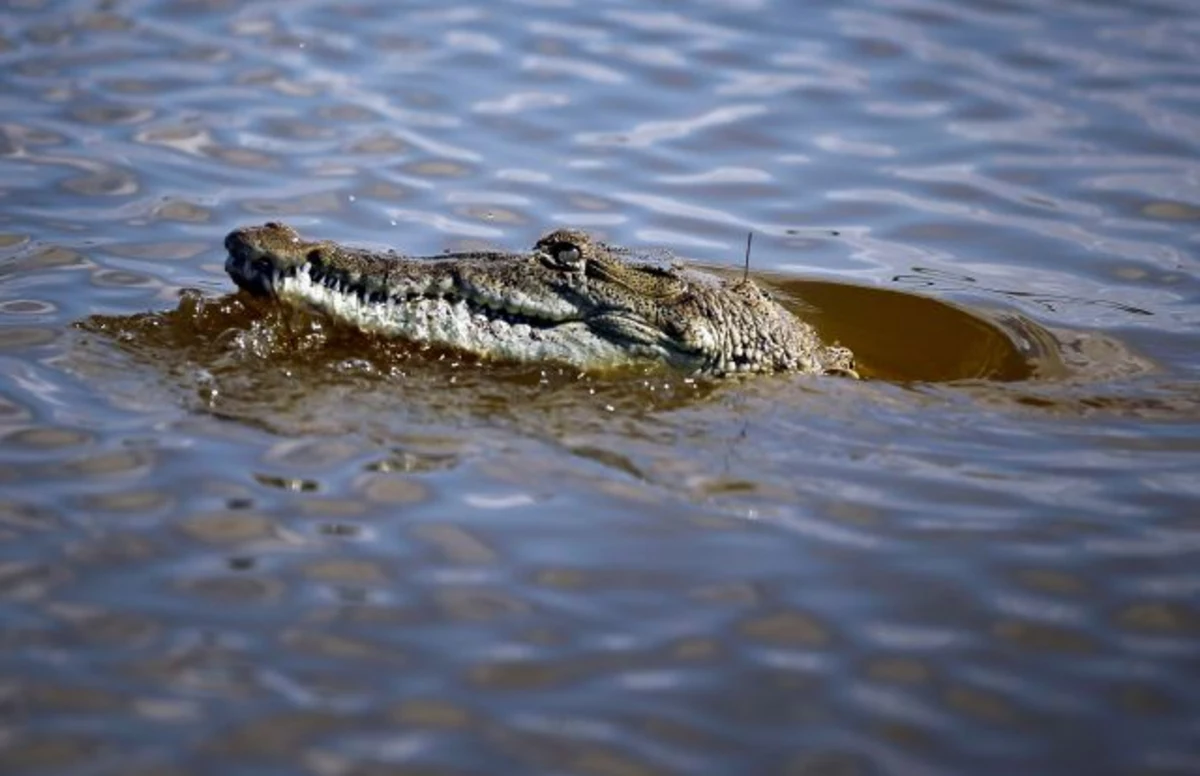 Крокодил в водоеме. Гребнистый крокодил. Крокодил в реке.