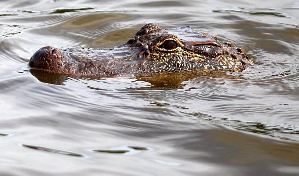 Gator Hunters Cursed on Tonight’s Episode of ‘Swamp People’