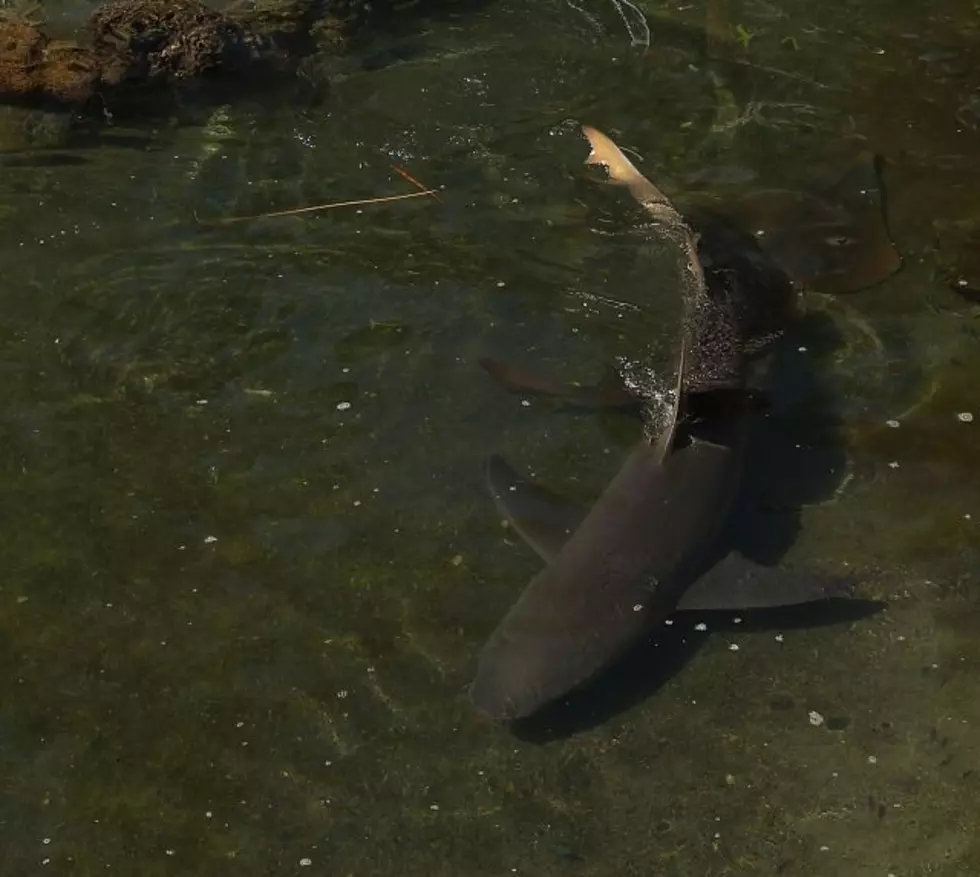 Shark Attack in Lake Pontchartrain