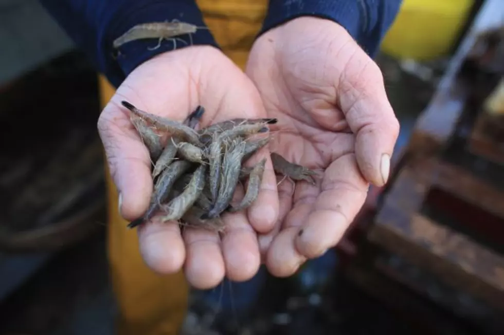 Shrimp Size and Quantity Not Affected by BP Oil Spill